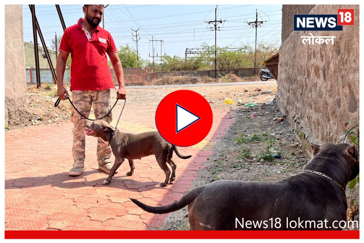 Beed News: नोकरी सोडून सुरू केलं श्वान पालन, लाखोंच्या उलाढालीतून कमावतोय मोठा नफा, Video