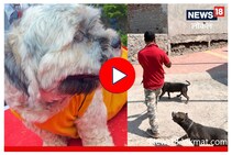 तुम्हाला घरी कुत्रा पाळायचा आहे? मनस्ताप टाळण्यासाठी 'ही' घ्या खबरदारी, Video