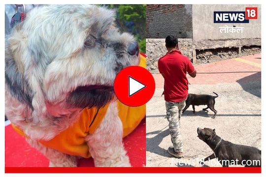 तुम्हाला घरी कुत्रा पाळायचा आहे? मनस्ताप टाळण्यासाठी 'ही' घ्या खबरदारी, Video
