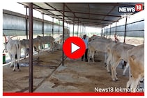 अंध तरुण करतोय 30 गायींचा सांभाळ, लाखोंंच्या कमाईसाठी शोधली आयडिया, Video