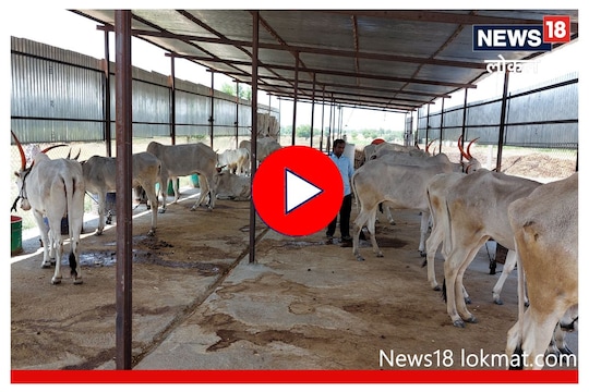 Sangli News: अंध तरुण करतोय 30 गायींचा सांभाळ, लाखोंची कमाई करण्यासाठी शोधली आयडिया, Video