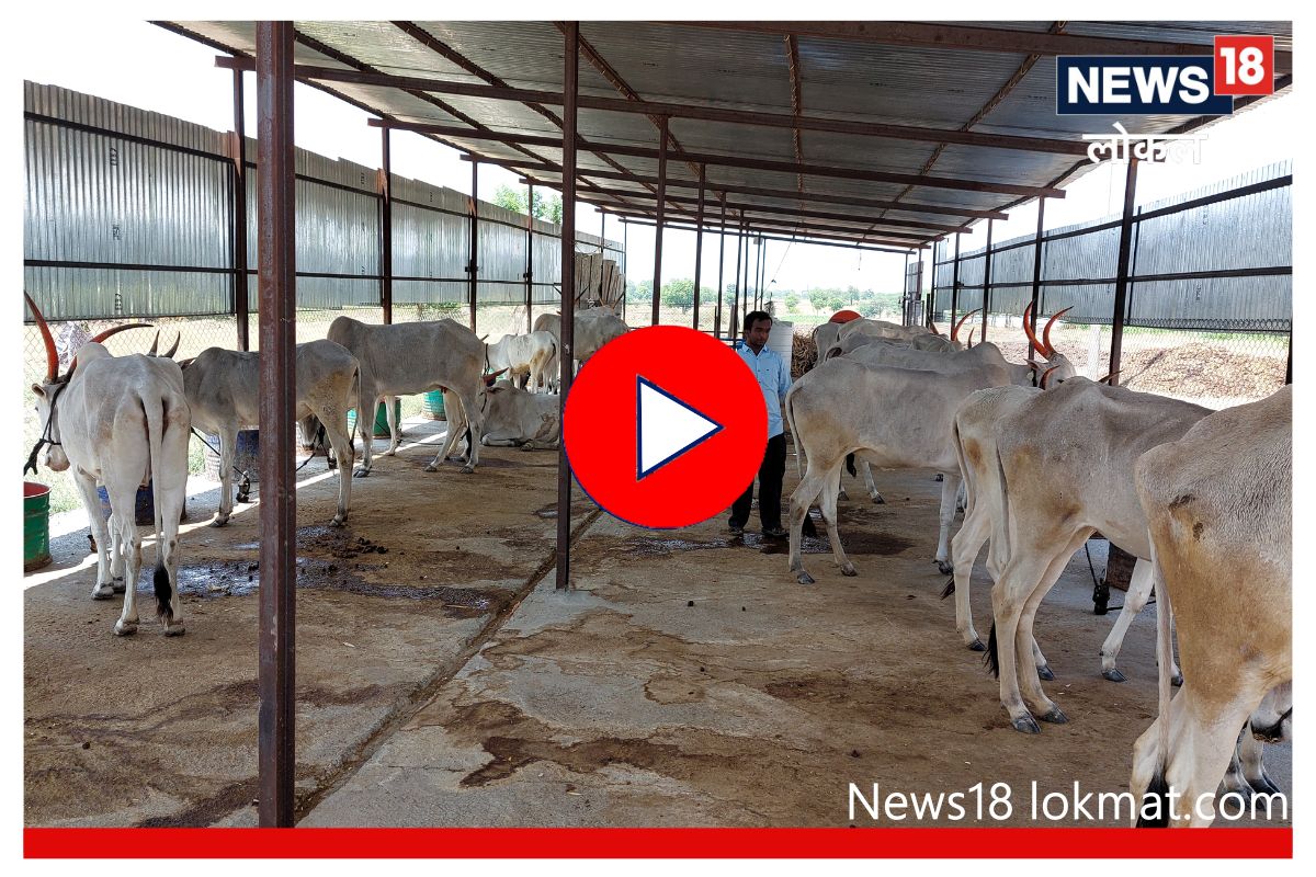 Sangli News: अंध तरुण करतोय 30 गायींचा सांभाळ, लाखोंची कमाई करण्यासाठी शोधली आयडिया, Video