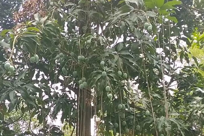 बागेत शेतकऱ्यांची मागणी लक्षात घेऊन आंब्याच्या विविध जातींची रोपे तयार केली जातात. शेतकऱ्यांना 20 ते 25 रुपये स्वस्त दरात हे रोप देण्याबरोबरच या पिकाची संपूर्ण माहिती देऊन लोकांना फळबाग लागवडीकडे प्रवृत्त केले जाते. 