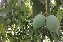 फळांचा राजा देतोय 30 लाखांचं उत्पन्न, एकदाच लावा आणि करा दमदार कमाई