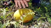 दिसायला आहे पिवळा, पण कापल्यावर आहे लाल, ओळखा पाहू हे फळं? PHOTOS