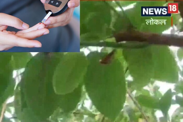 पण असं एक औषधी झाड जे डायबेटिज रुग्णांसाठी वरदानच आहे. दररोज या झाडाचं फक्त एक पान चावून खाल्ल्याने आठवडाभरातच शुगर कंट्रोलमध्ये येईल, असा दावा केला जातो आहे.