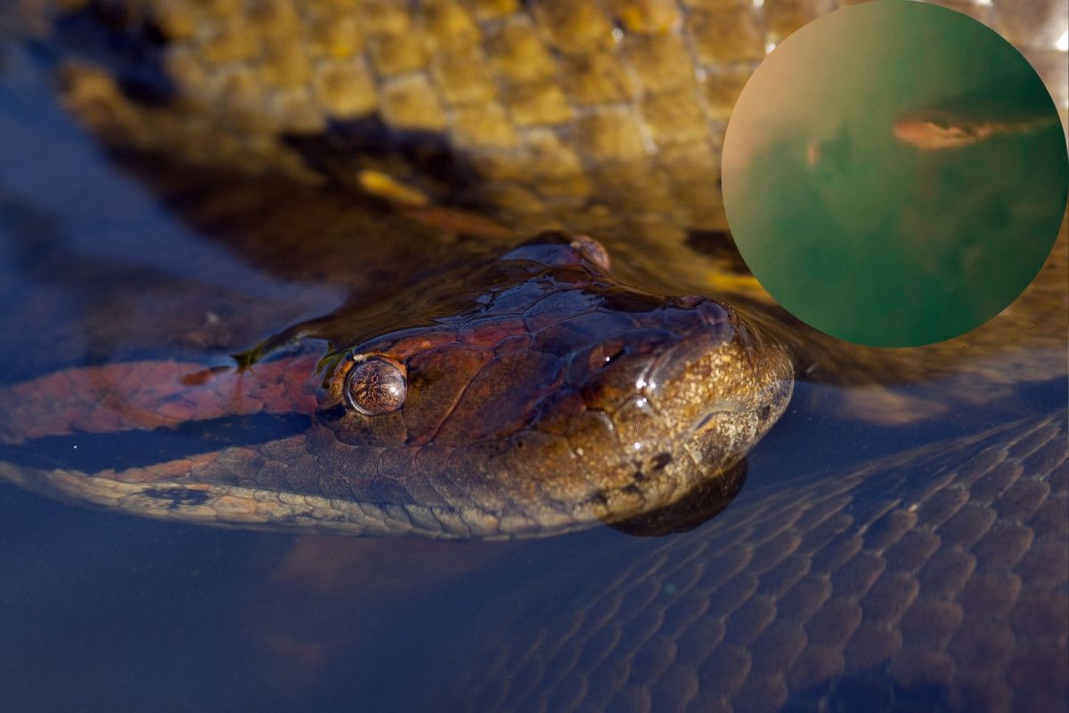 माणसासमोर आला अॅनाकोंडा