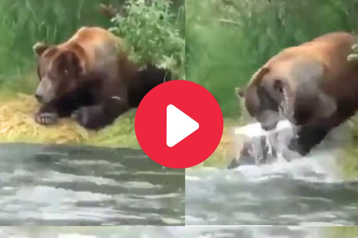 अस्वलाच्या हुशारीने व्हाल अवाक्