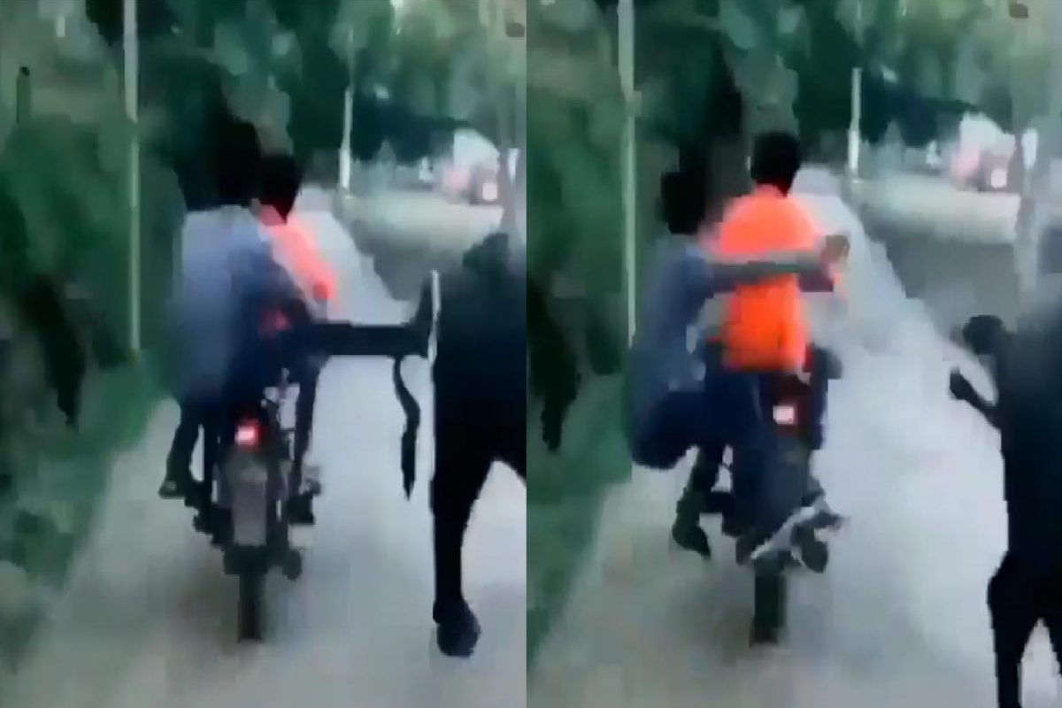कर्माने मेला! चालत्या बाईकवरून म्हशीला मारली लाथ, तरुणाचीच लागली वाट; VIDEO VIRAL
