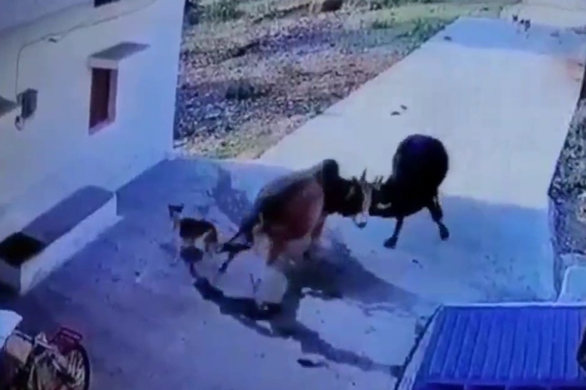 दोन बैलांच्या झुंजीत एका वृद्धेचा मृत्यू झाला आहे.