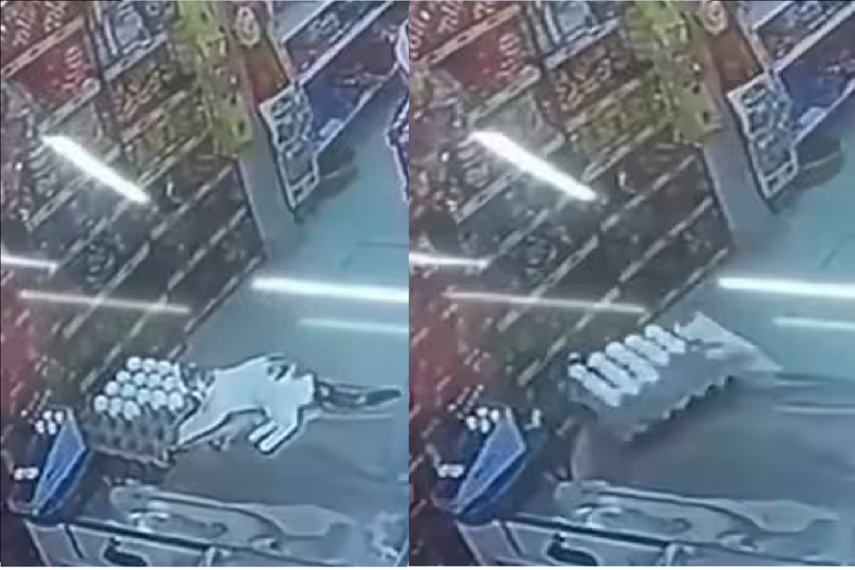 मांजरीचा व्हिडीओ.