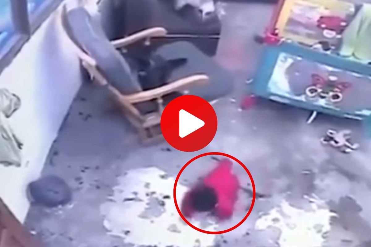 व्हायरल व्हिडीओ