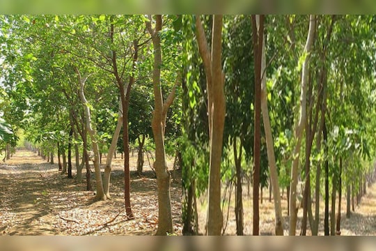 काय सांगता!  हे झाड करेल तुम्हाला कोट्यधीश, लागवडीतून असं करा नियोजन!