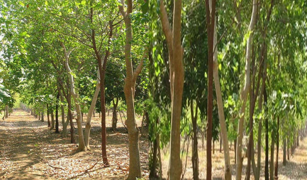 काय सांगता! हे झाड करेल तुम्हाला कोट्यधीश, लागवडीतून असं करा नियोजन ...