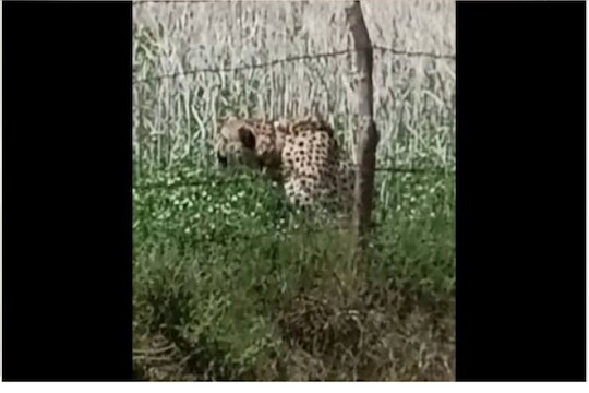 जंगलातील चित्ता गावात.