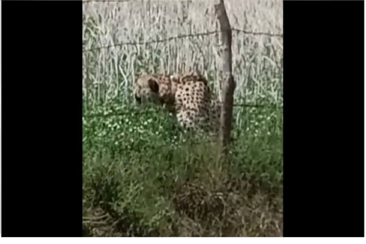 जंगलातील चित्ता गावात.