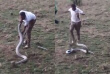 समुद्रकिनाऱ्याचा आनंद लुटतानाच समोर आला 15 फूटाचा कोब्रा, मग..; गोव्यातील VIDEO