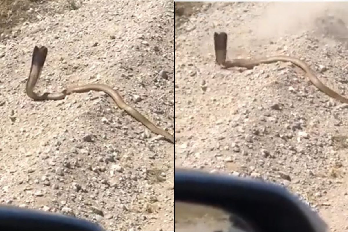 किंग कोब्राचा हल्ला