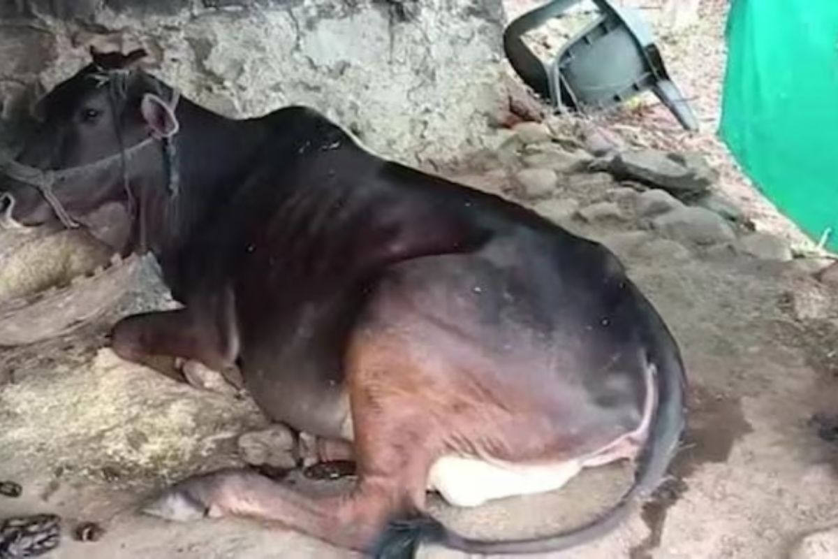 प्रतिकात्मक फोटो