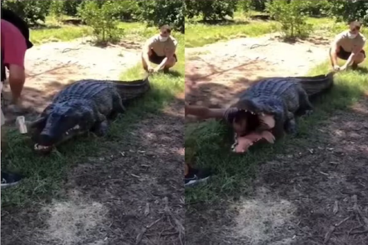 मगर आणि माणसाचा व्हिडीओ व्हायरल.