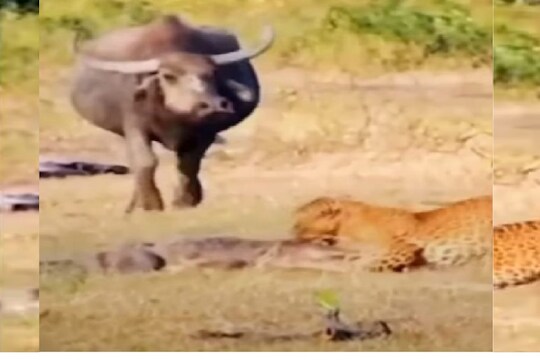मगर-बिबट्याच्यामध्ये आला रेडा.