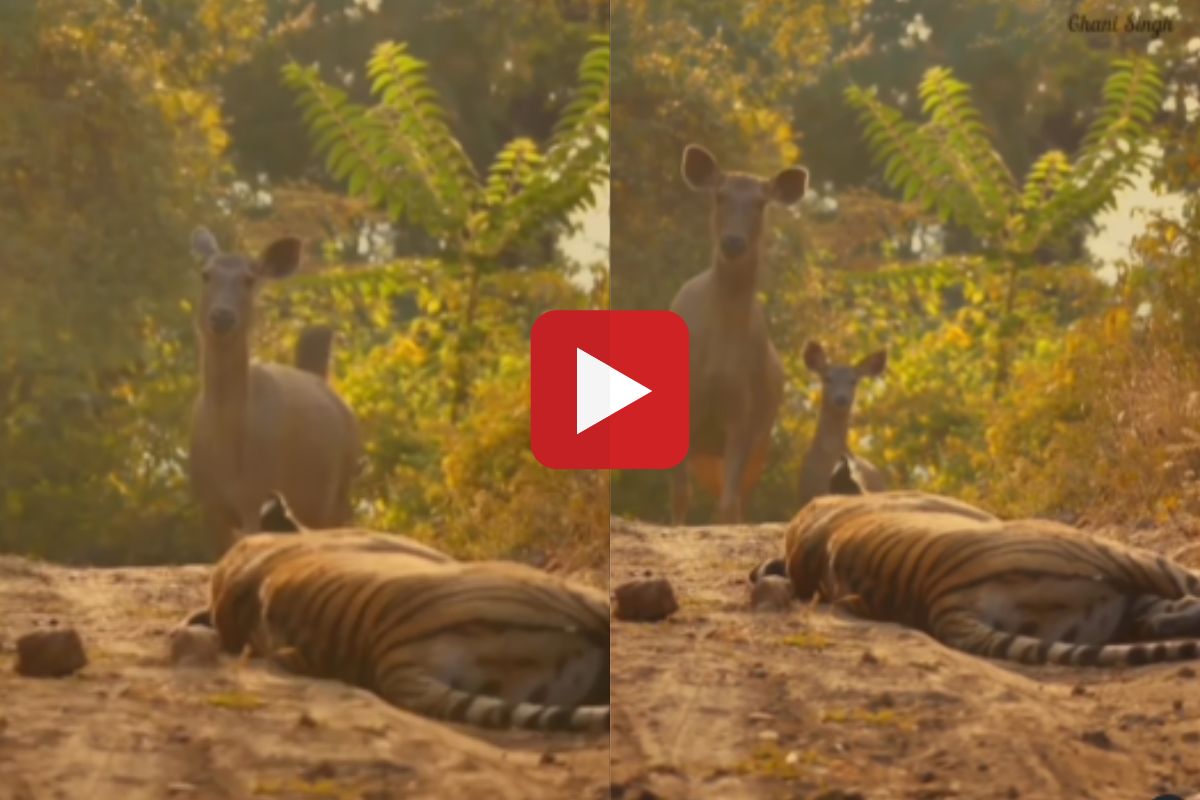 व्हायरल व्हिडीओ