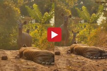 Video : झोपलेल्या वाघाला बघताच स्तब्ध उभा राहिले हरिण, तेवढ्यात वाघ उठला आणि...