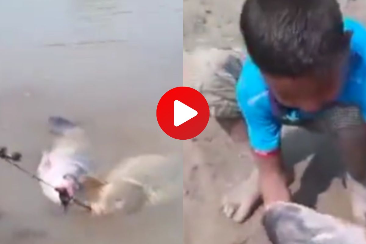 व्हायरल व्हिडीओ