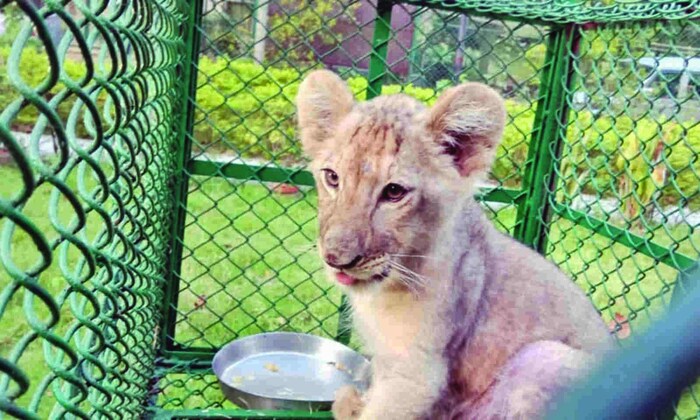 रस्त्यावरून चालताना कुत्रे, मांजर, गाय इत्यादी प्राण्यांशी लोक क्रूरपणे वागतात, असे सर्वसाधारणपणे दिसून येते. पण जाणून बुजून नकळत असे केल्याने तुम्हाला खूप त्रास होऊ शकतो. 