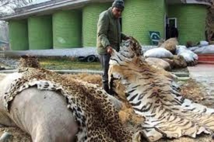 याबाबत news18 ने काही तज्ञांशी चर्चा केली यावेळी ते म्हणाले की, प्राण्यांना लाथा मारणे, दगड मारणे किंवा कोणत्याही प्रकारे अत्याचार करणे हा प्राणी क्रूरता कायदा, 1960 च्या कलम 11 अंतर्गत गुन्हा आहे. जर तुम्ही असे केले तर तुम्हाला जास्तीत जास्त 3 वर्षे तुरुंगवास आणि कमाल 2000 रुपये दंड भरावा लागू शकतो. 