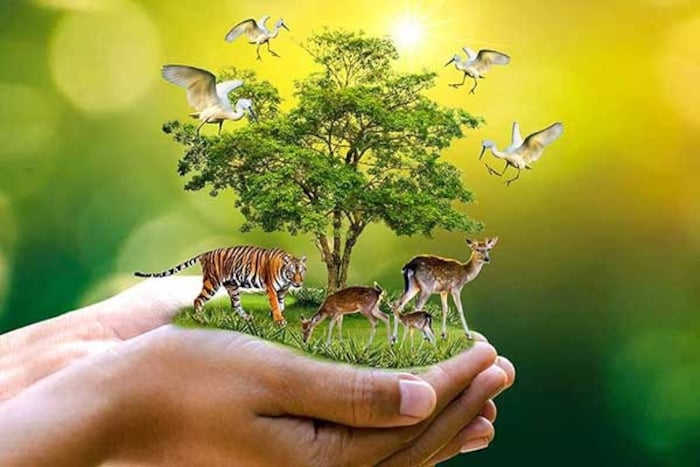 उत्तर प्रदेशमधील पिलीभीत जिल्हा व्याघ्र प्रकल्पाचे क्षेत्र आहे. अशा स्थितीत वन्यप्राण्यांवर क्रुरतेने वागल्यास त्यांच्यावर कारवाई होऊ शकते. 