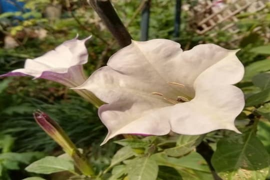 धतुऱ्याचे फूल महादेवाला का अर्पण केलं जातं