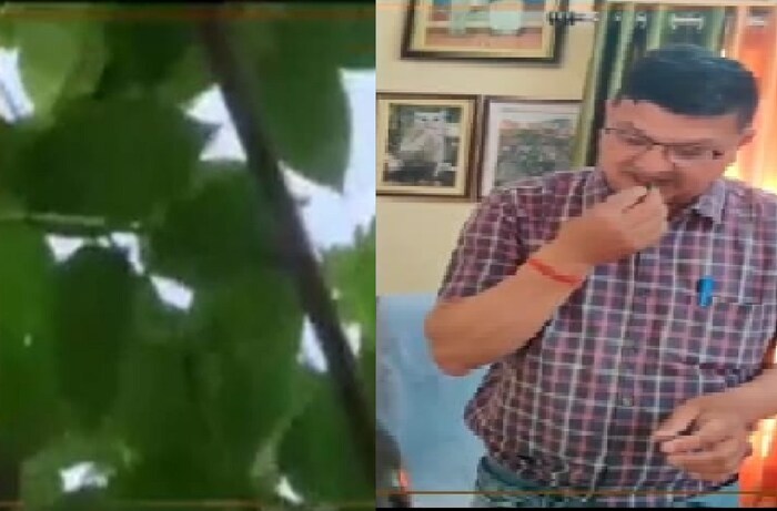 या झाडाची पानं डायबेटिज रुग्णांची शुगर कंट्रोल करतात. योग्य प्रमाणात ही पानं चावून खाल्ल्याने ब्लड शुगर कंट्रोल करता येऊ शकतो. दररोज सकाळी रिकाम्या पोटी हे पान चावून खावं.
