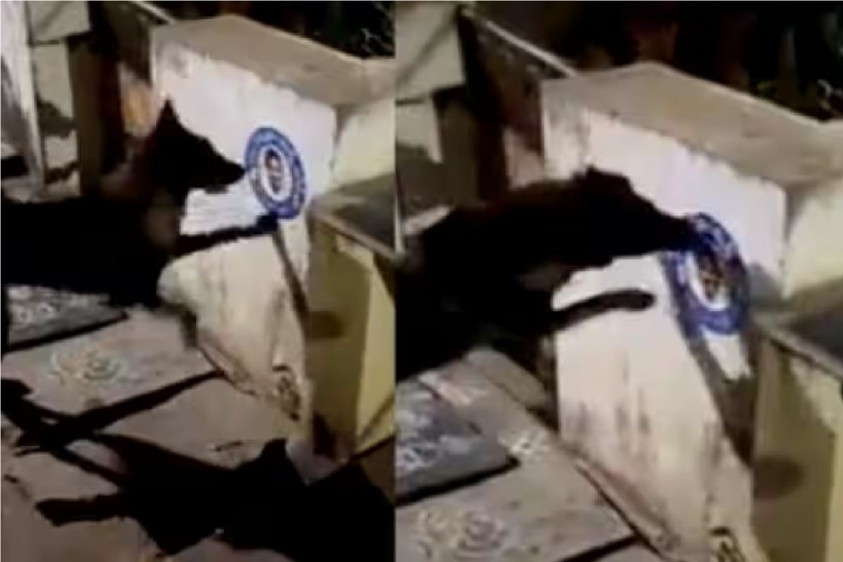 श्वानाचा व्हिडीओ.