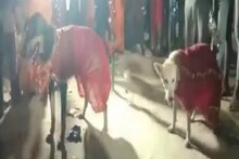 Shocking! आईबाबांनीच चिमुकल्यांचं 2 श्वानांशी लावून दिलं लग्न; कारणही धक्कादायक