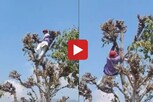 दारुच्या नशेत व्यक्तीचा धोकादायक स्टंट, झाडावर चढला आणि... Video Viral