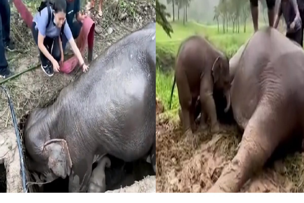 पिल्लाला वाचवण्यासाठी हत्तीणीची धडपड