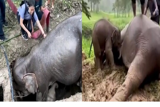 पिल्लाला वाचवण्यासाठी हत्तीणीची धडपड