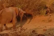 VIDEO - रस्त्यात आडवा आला बिबट्या, चवताळला हत्ती; पुढे जे घडलं ते हैराण करणारं