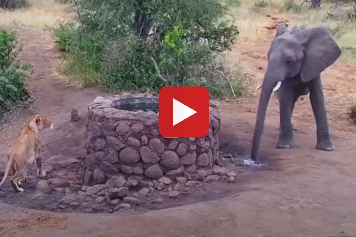 जेव्हा हत्ती आणि सिंहिण समोरा-समोर येतात