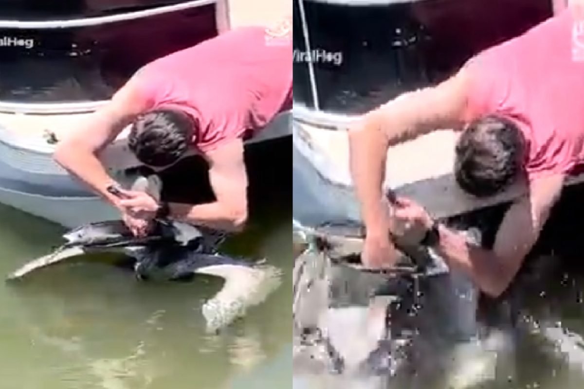 पक्ष्याचा जीव वाचवण्यासाठी व्यक्तीची धडपड.