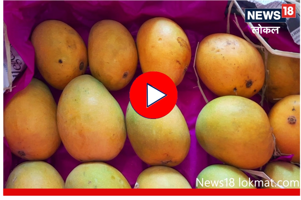 बाजारातील असंख्य आंब्यांमध्ये 'हापूस' कसा ओळखणार? 'या' पद्धतीनं टाळा फसवणूक, Video