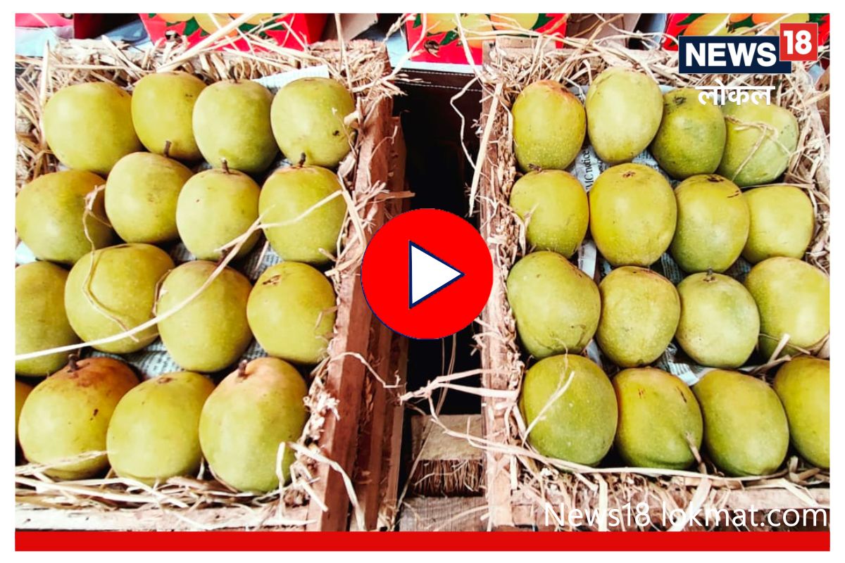 कांद्यानंतर लासलगाव बनलं आंब्याचं केंद्र, हापूसची झाली थेट अमेरिकेत निर्यात! Video