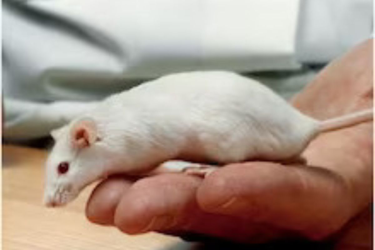 प्रतिकात्मक फोटो