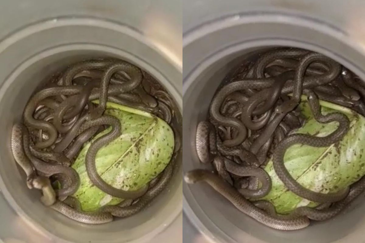 घरात आढळलेले साप