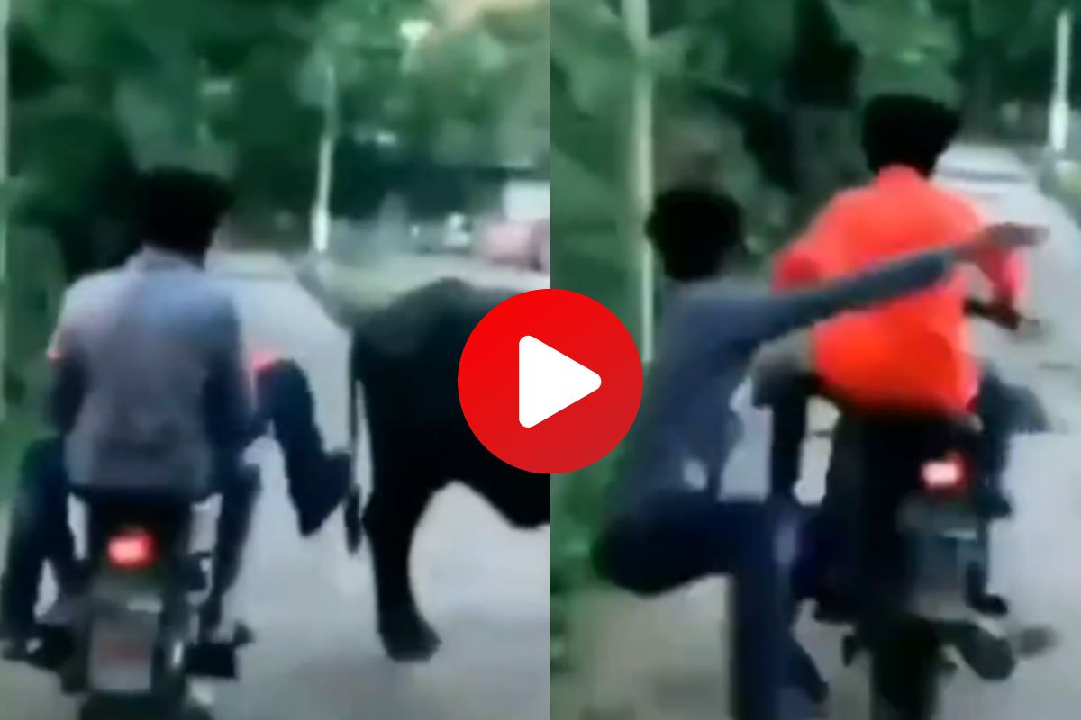 व्हायरल व्हिडीओ