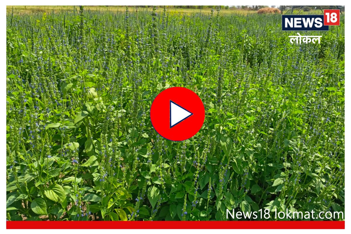 शेतकऱ्यांना 3 महिन्यात लखपती करणाऱ्या आरोग्यवर्धक बिया, पाहा काय आहे लागवडीचा मंत्र, Video