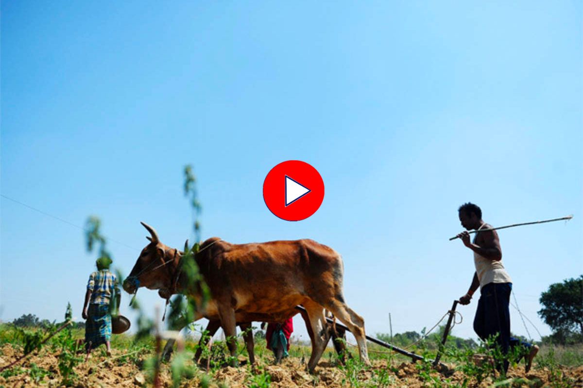 शेतकऱ्यांनो, पुढील काही दिवस जपून... वाढत्या तापमानाबाबत हवामान विभागाचा महत्त्वाचा सल्ला! Video