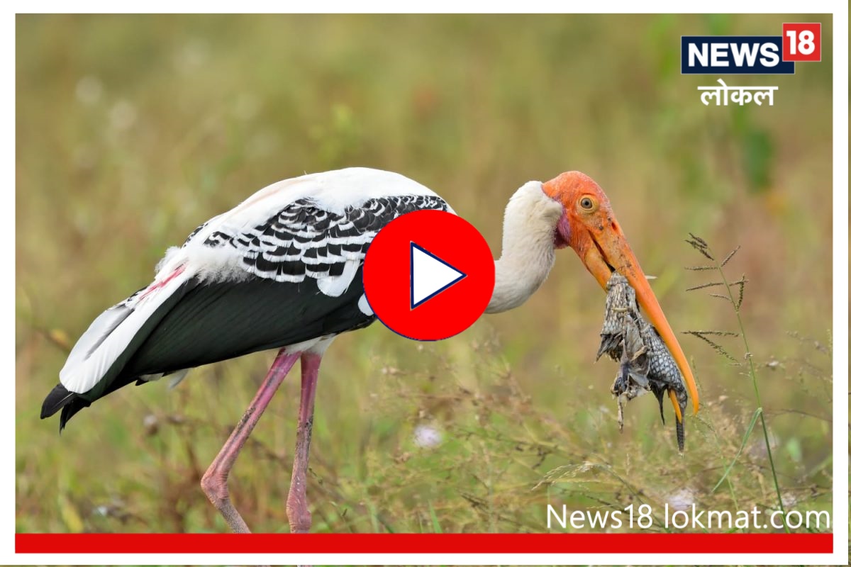 Latur News : दुर्मीळ पक्षावर कुणाचा डोळा? गावकऱ्यांच्या सतर्कतेनं अनर्थ टळला, Video
