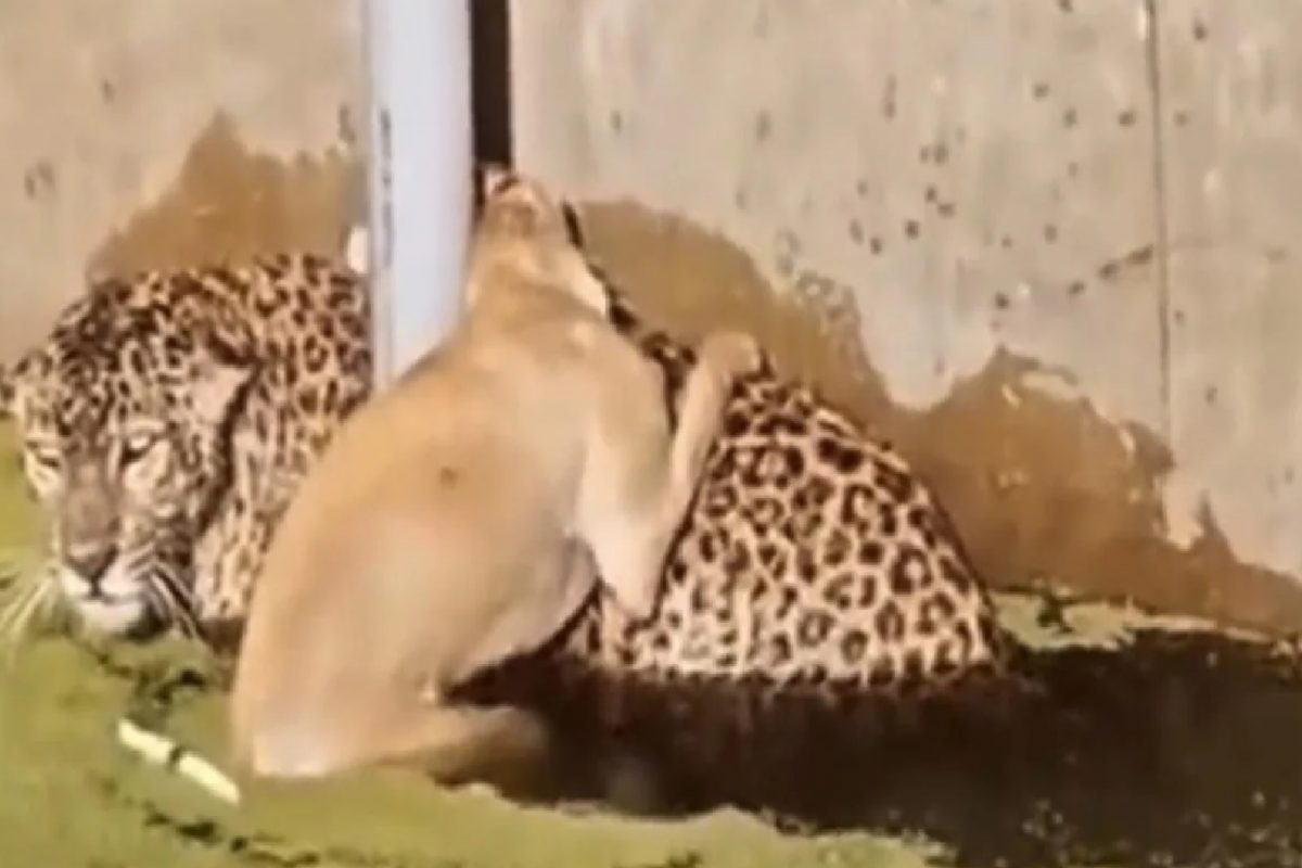 श्वान आणि बिबट्याचा व्हिडीओ